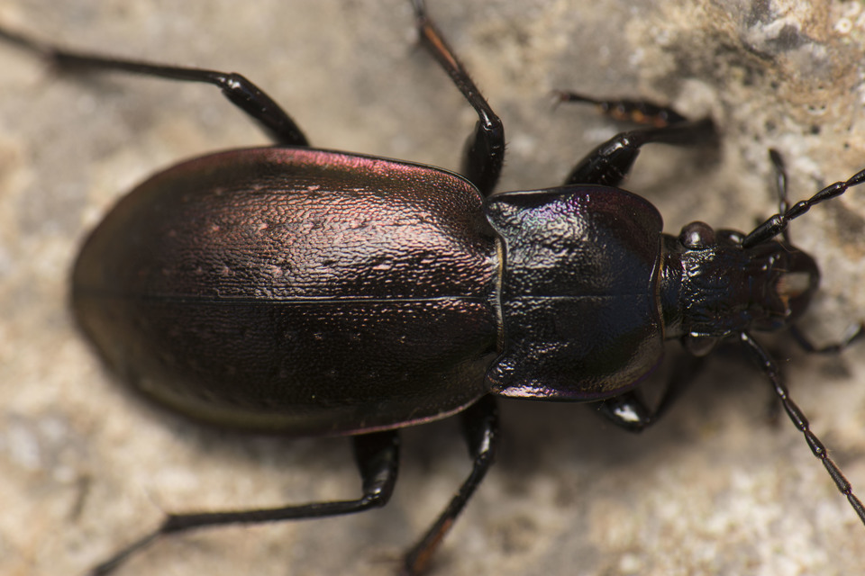 Carabus nemoralis - ligeti futrinka