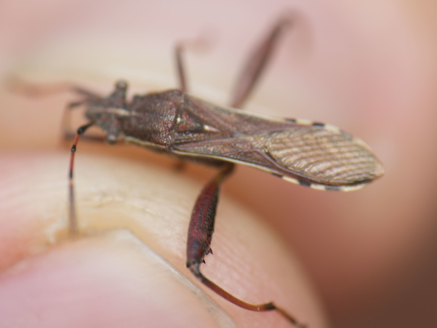 Camptopus lateralis - görbelábú karimáspoloska