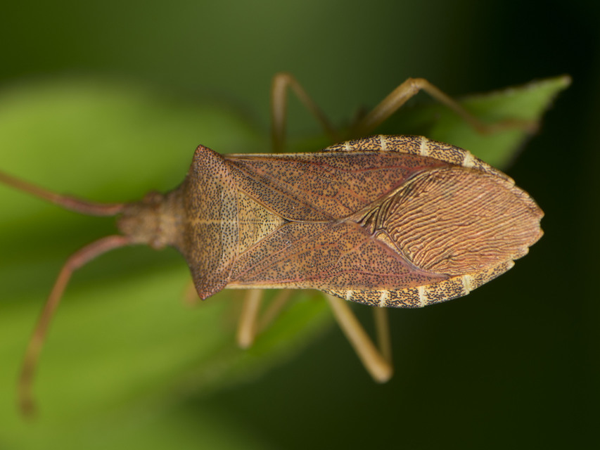 Gonocerus acuteangulatus - aranypetés karimáspoloska
