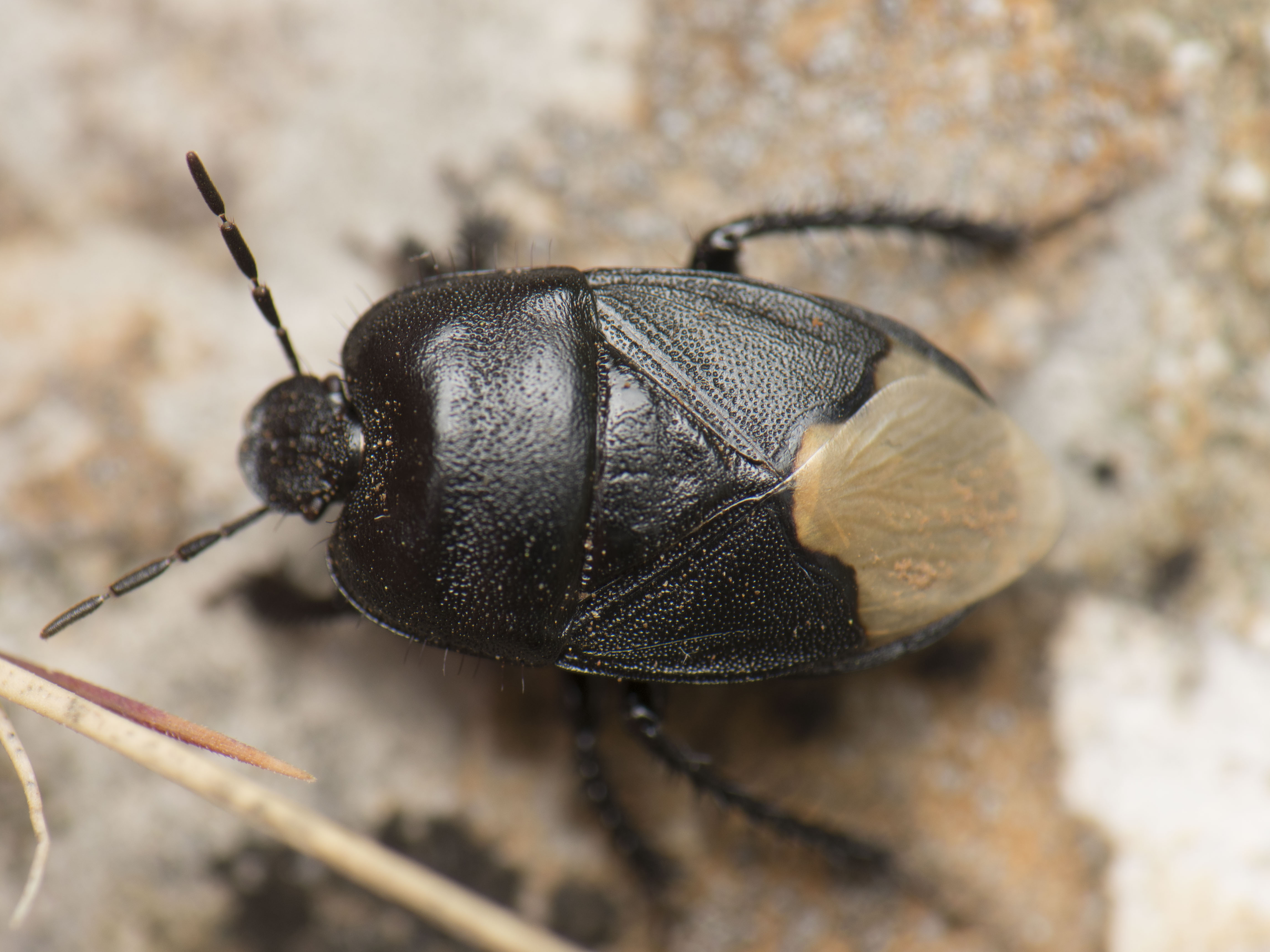 Cydnus aterrimus - nagy földipoloska