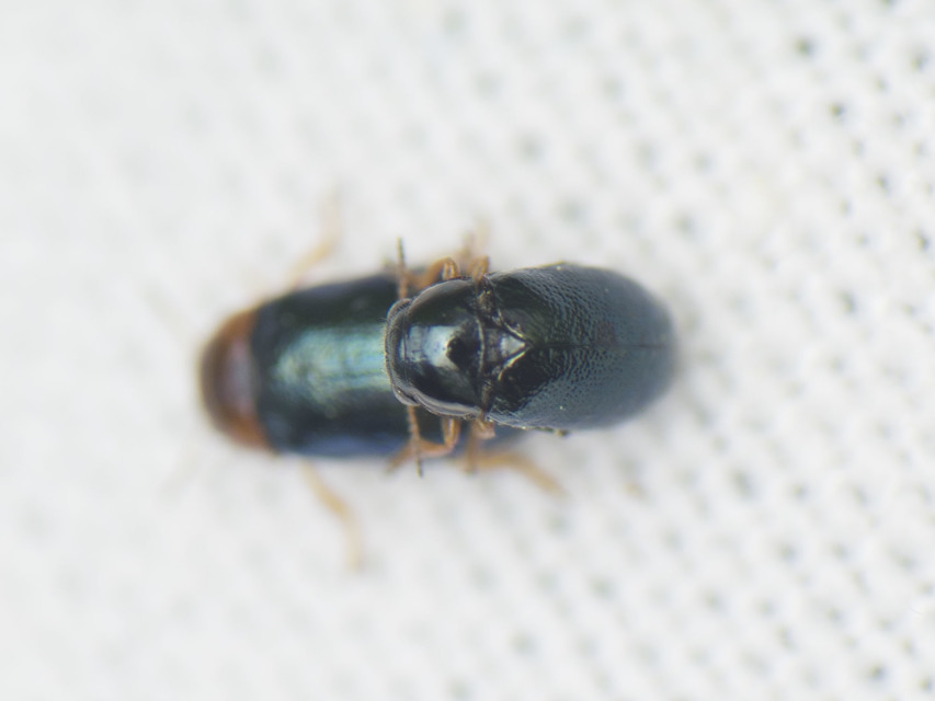 Smaragdina