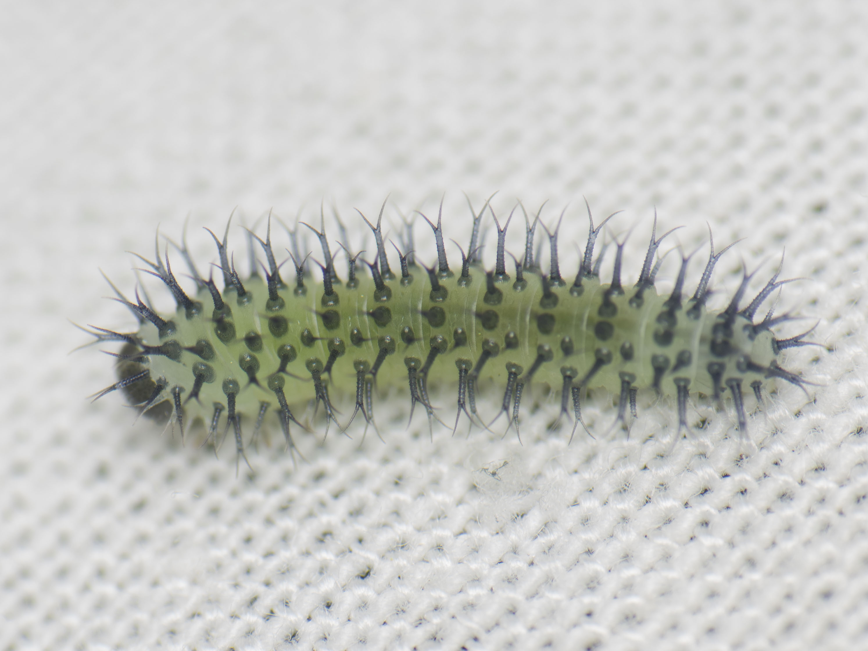 Periclista