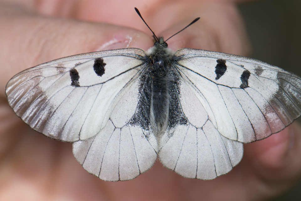 Parnassius mnemosyne - kis apollólepke