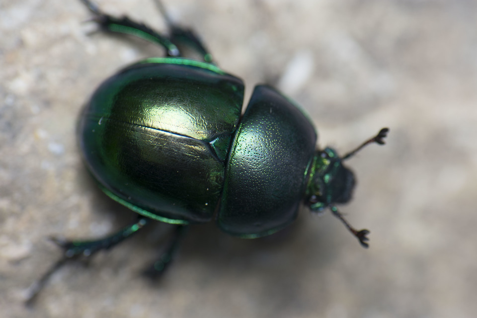 Trypocopris vernalis - tavaszi álganéjtúró