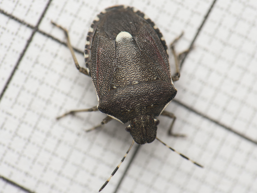 Holcostethus sphacelatus - holdas címerespoloska Holcostethus sphacelatus - holdas címerespoloska