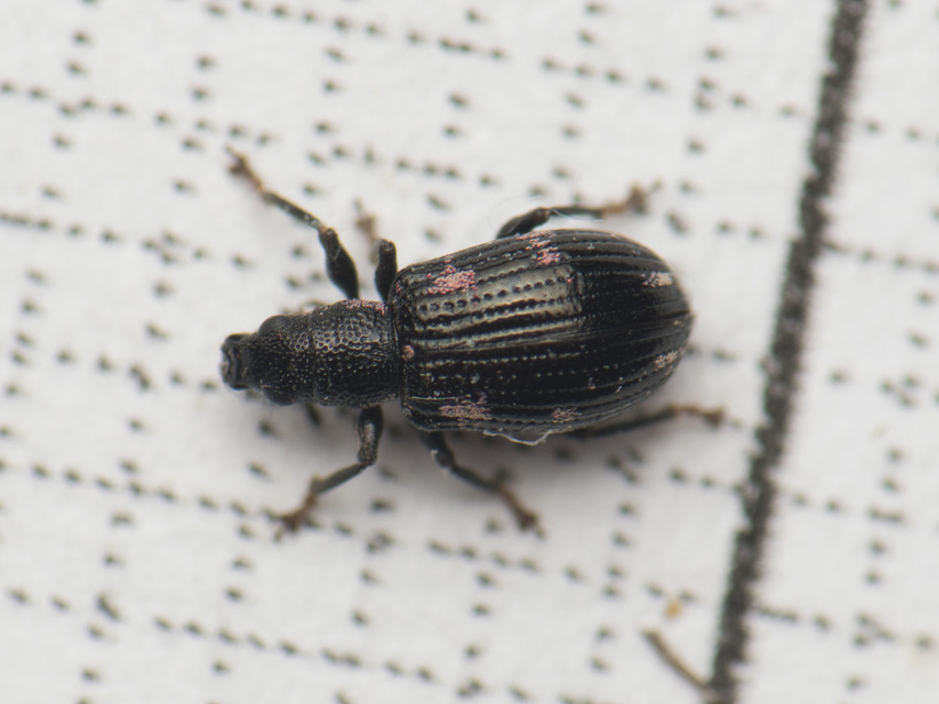 Polydrusus picus - pikkelyfoltos lombormányos