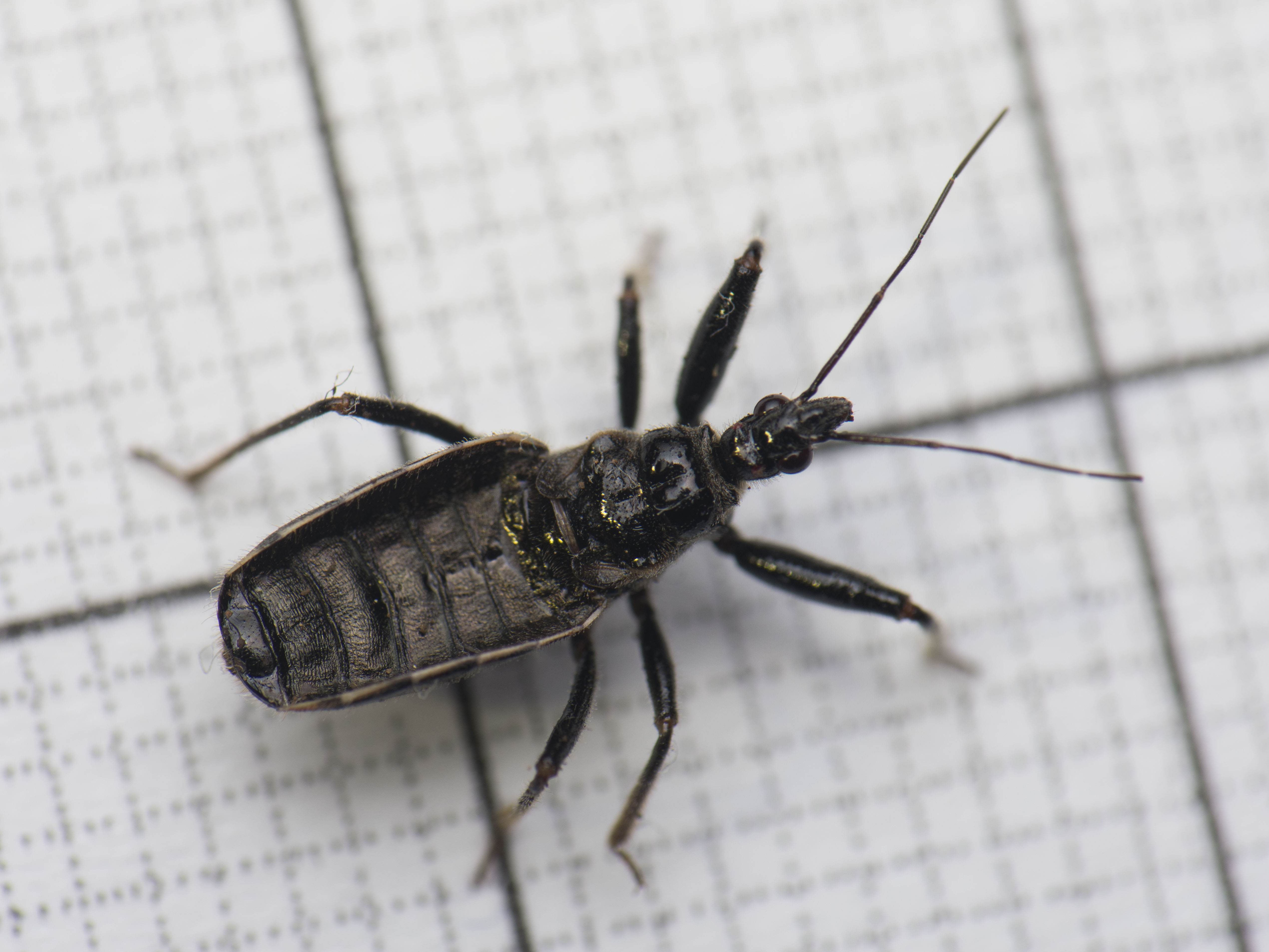 Rhynocoris niger - fekete gyilkospoloska
