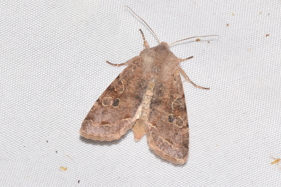Orthosia incerta - változékony barkabagoly