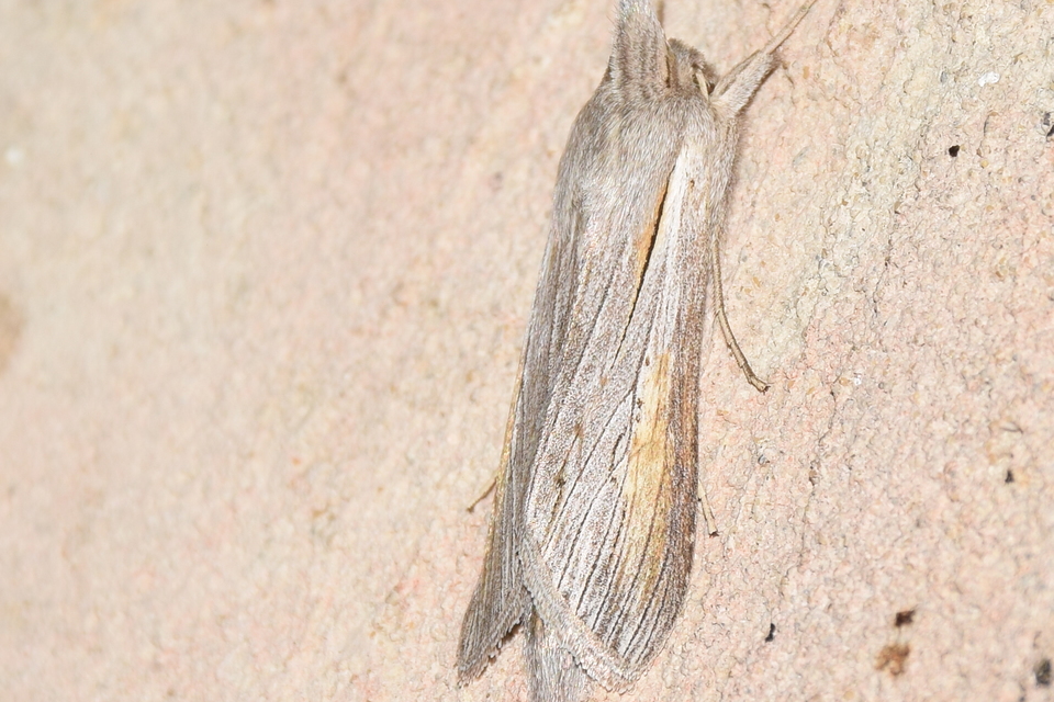 Cucullia balsamitae - homoki csuklyásbagoly