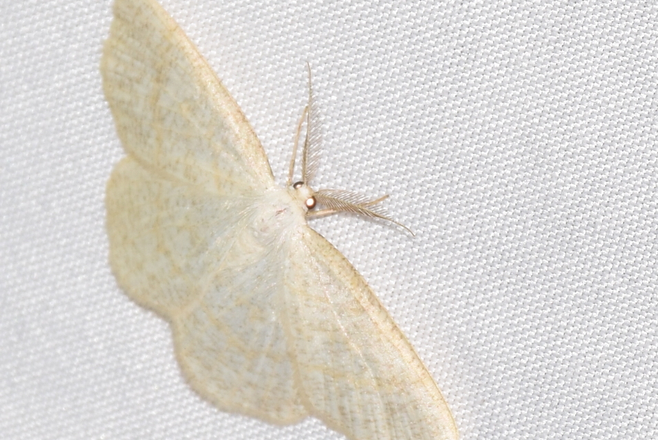 Cabera exanthemata - pettyes égeraraszoló