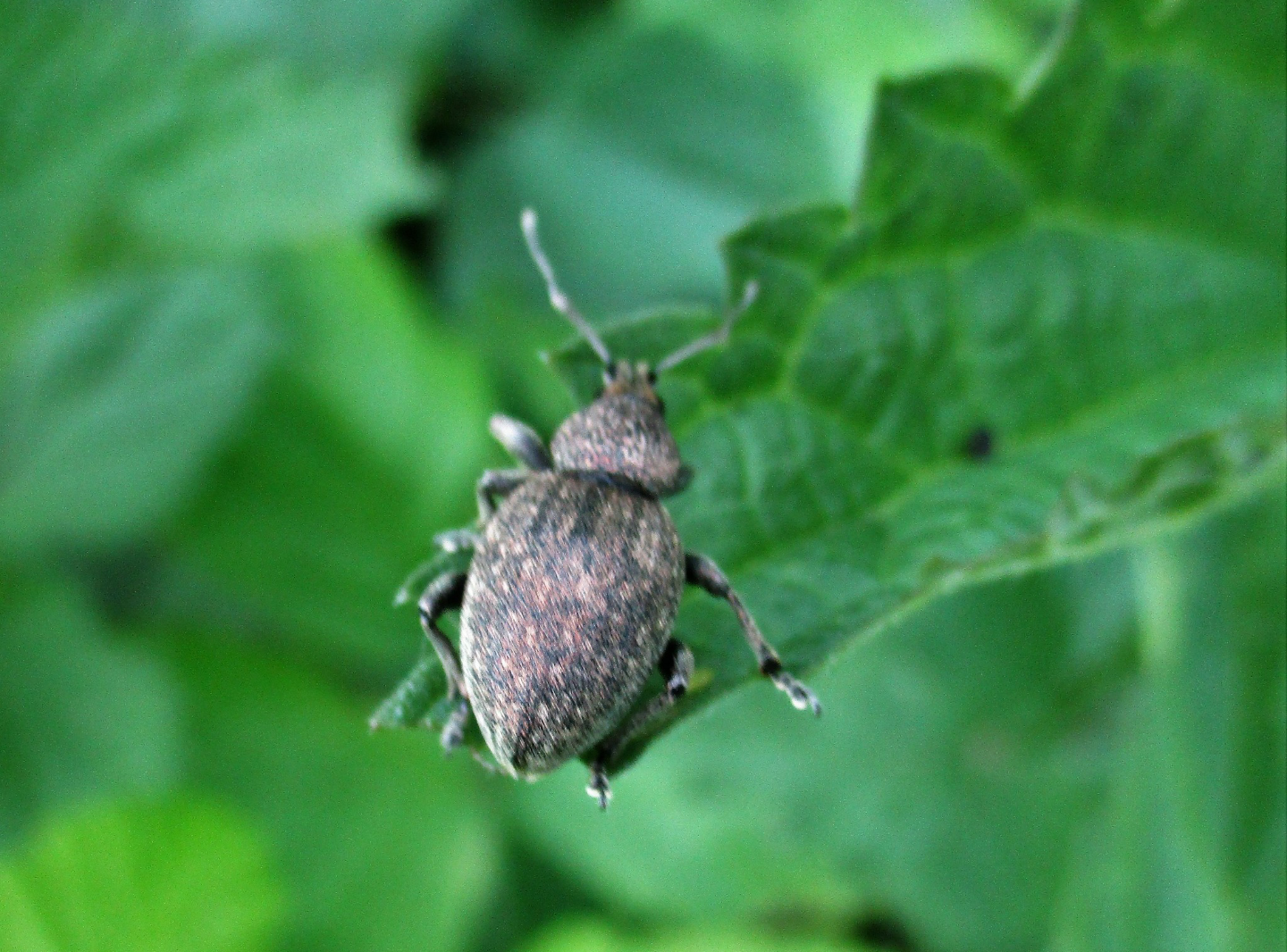 Otiorhynchus ligustici - vincellér-gyalogormányos