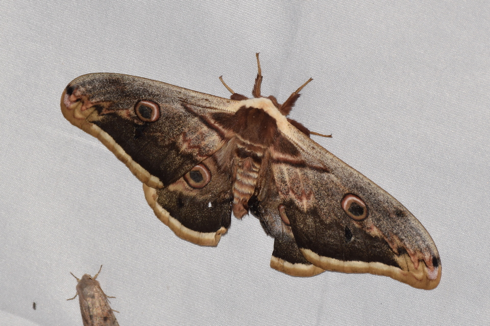 Saturnia pyri - nagy pávaszem