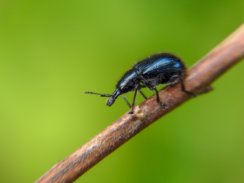 Lasiorhynchites