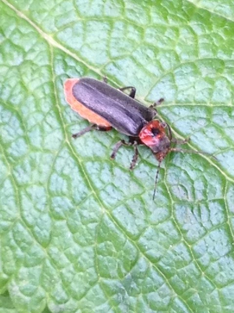 Cantharis rustica - suszterbogár