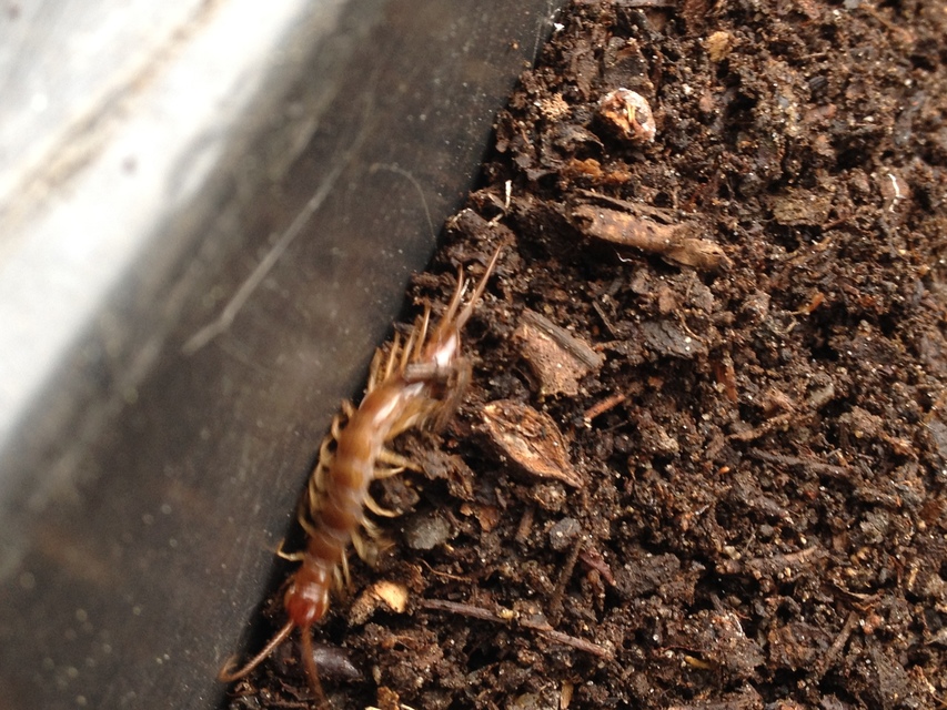 Lithobius