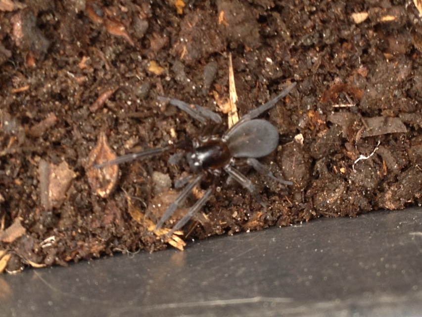 Amaurobius ferox - nagy eretnekpók