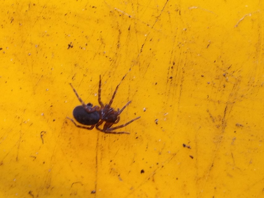 Amaurobius