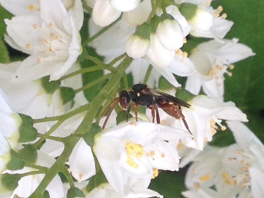 Nomada