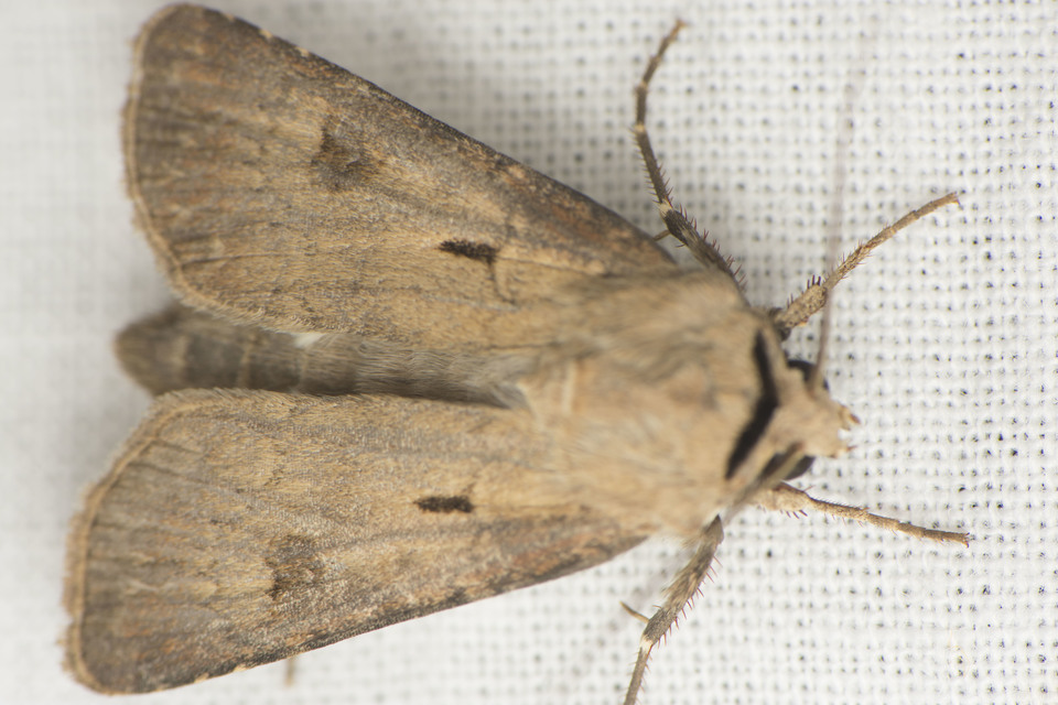 Agrotis exclamationis - felkiáltójeles földibagoly