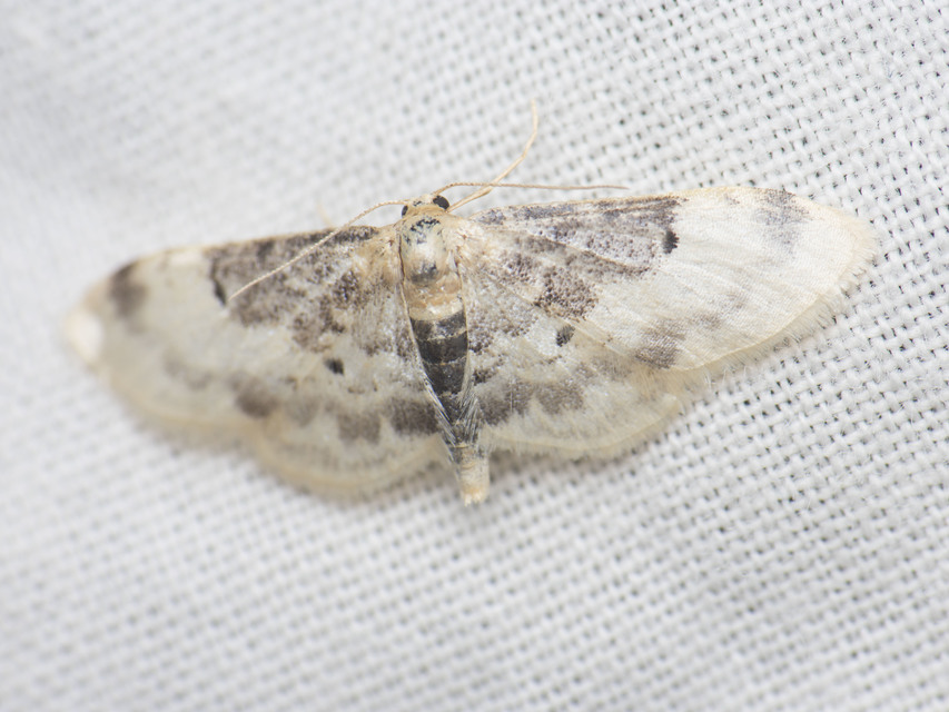 Idaea filicata - sötéttövű apróaraszoló