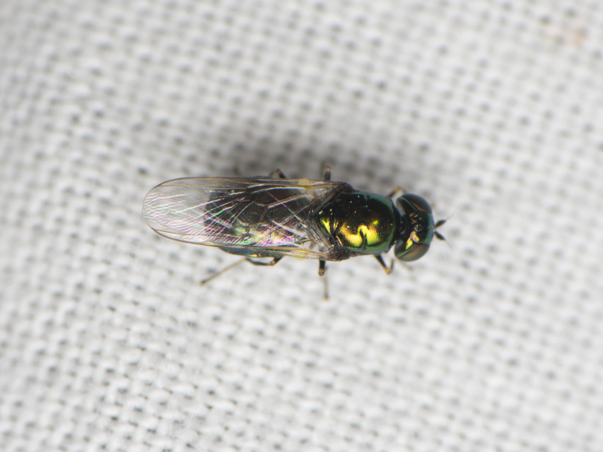 Microchrysa polita - feketecsápú fémeslégy