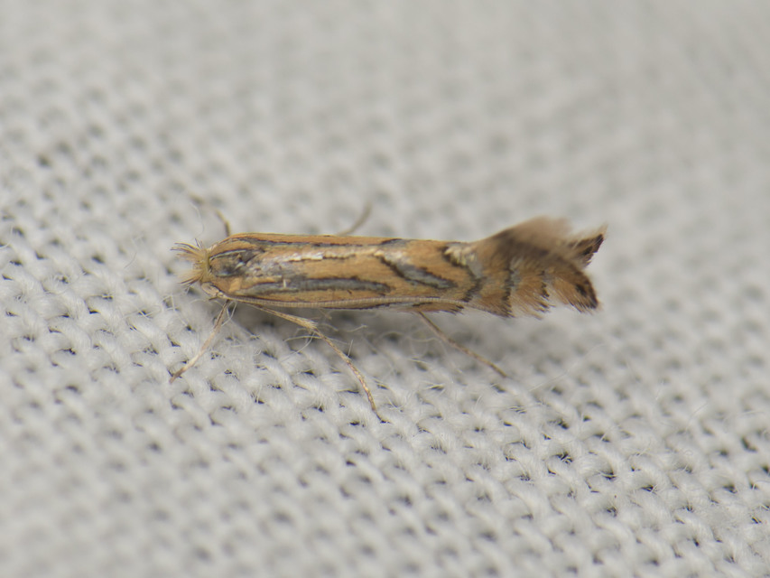 Phyllonorycter platani - platánlevél-sátorosmoly