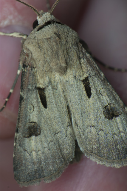 Agrotis exclamationis - felkiáltójeles földibagoly