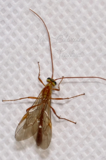 Ophion obscuratus