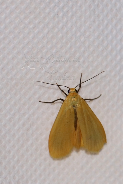 Eilema sororcula - sárga zuzmószövő