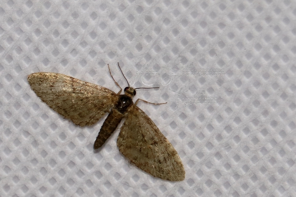 Eupithecia dodoneata - tölgy-törpearaszoló