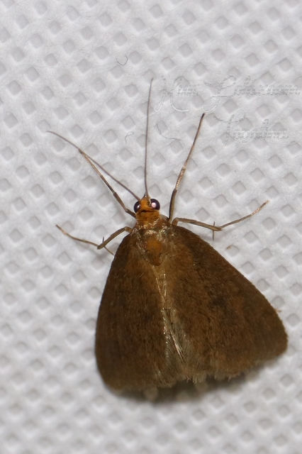 Evergestis aenealis - patinás dudvamoly