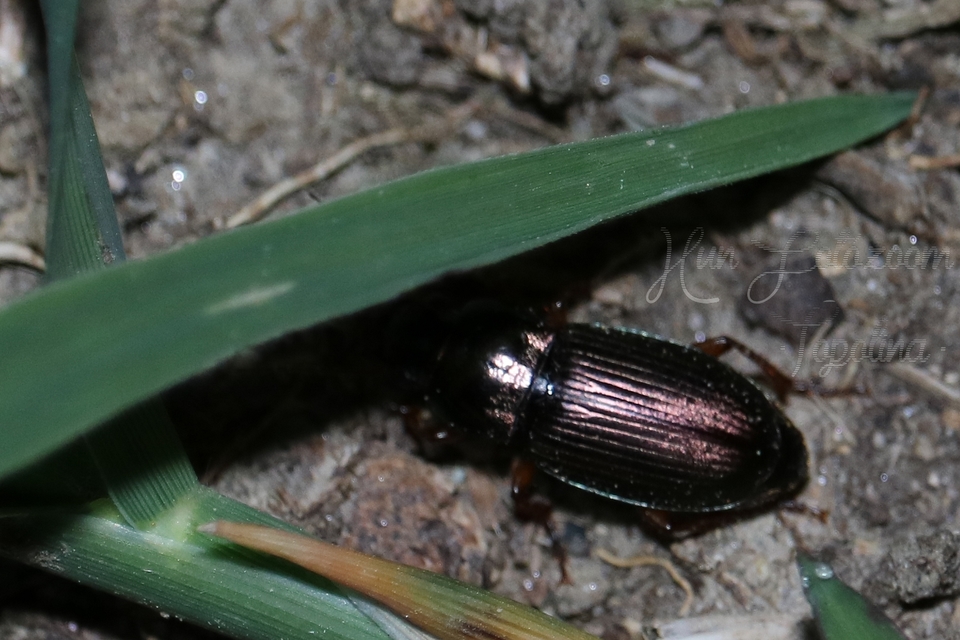 Harpalus distinguendus - mezei lomhafutó