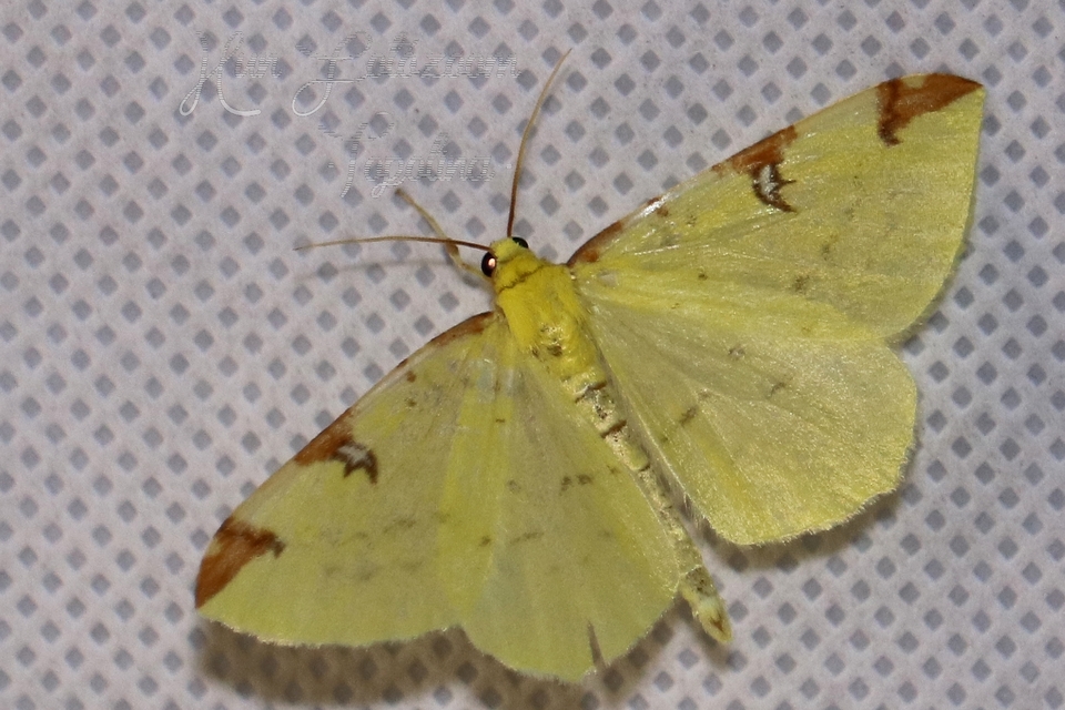Opisthograptis luteolata - citromsárga araszoló