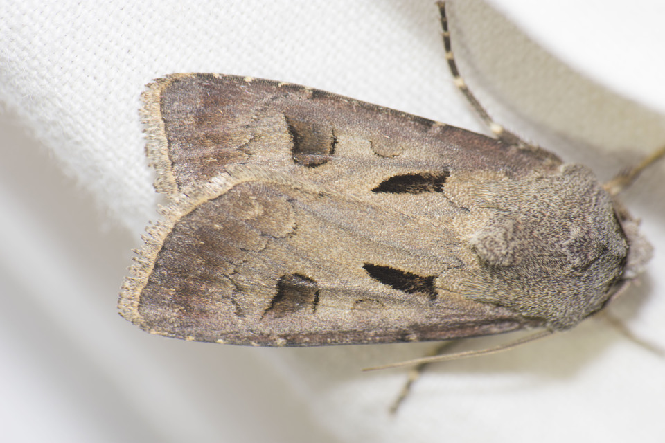 Agrotis exclamationis - felkiáltójeles földibagoly