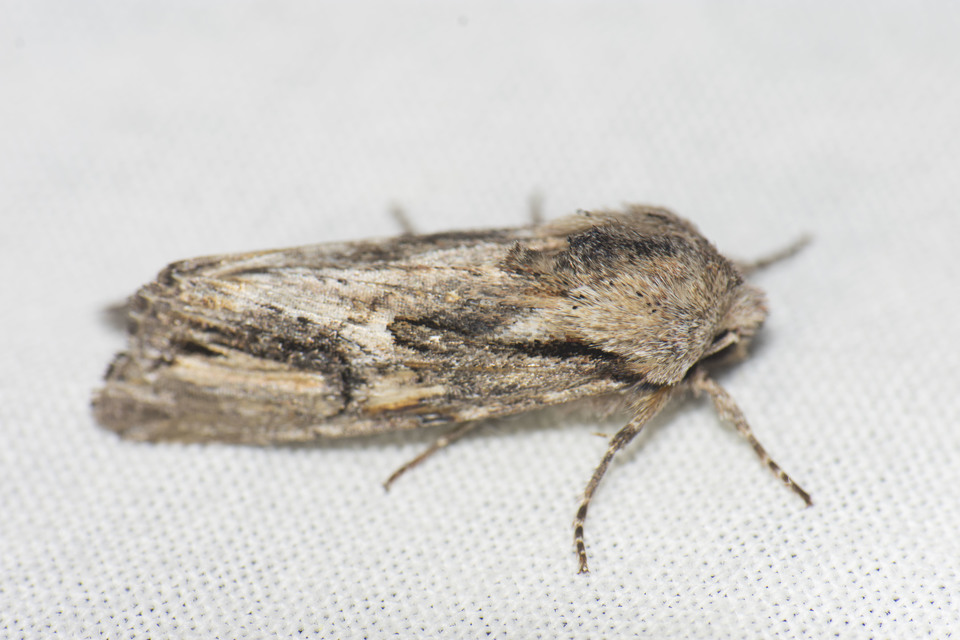 Egira conspicillaris - változékony szürkebagoly