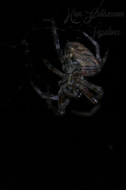Araneus circe/angulatus