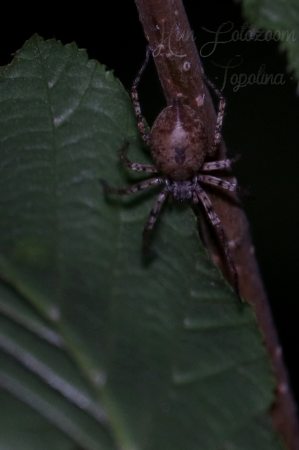 Anyphaena accentuata - jegyespók