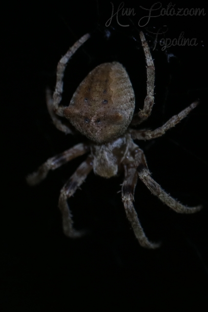 Araneus circe/angulatus