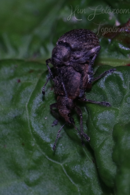 Otiorhynchus