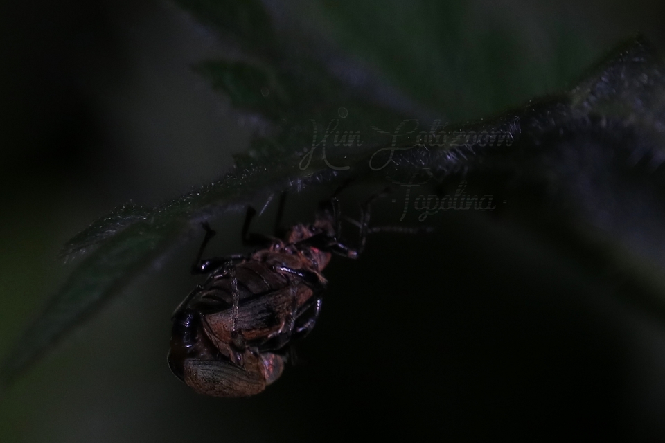 Phyllobius