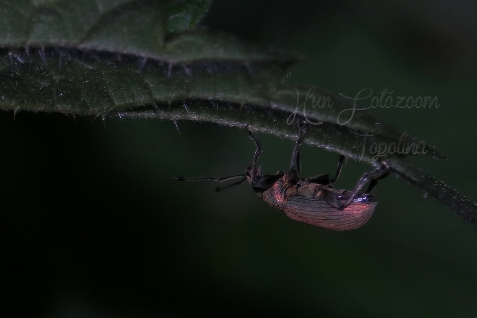 Phyllobius