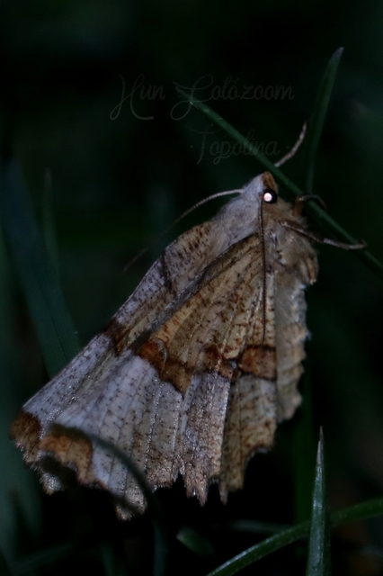 Selenia lunularia - egyfoltos holdasaraszoló