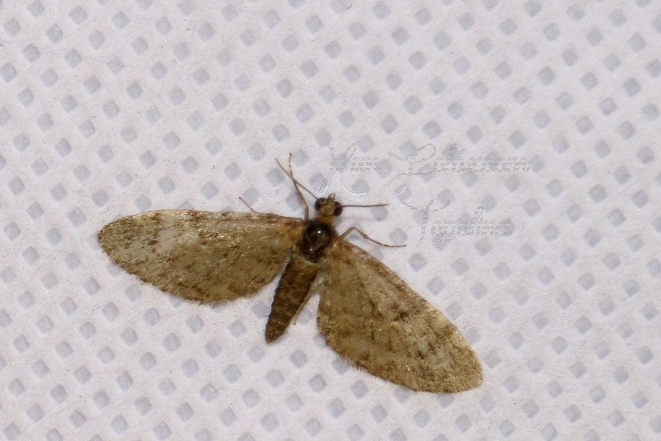 Eupithecia dodoneata - tölgy-törpearaszoló