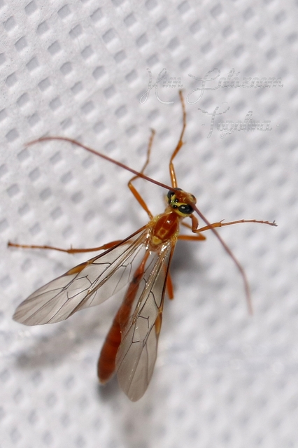 Ophion obscuratus