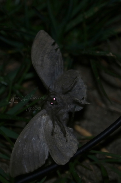 Calliteara pudibunda - hamvasszövő