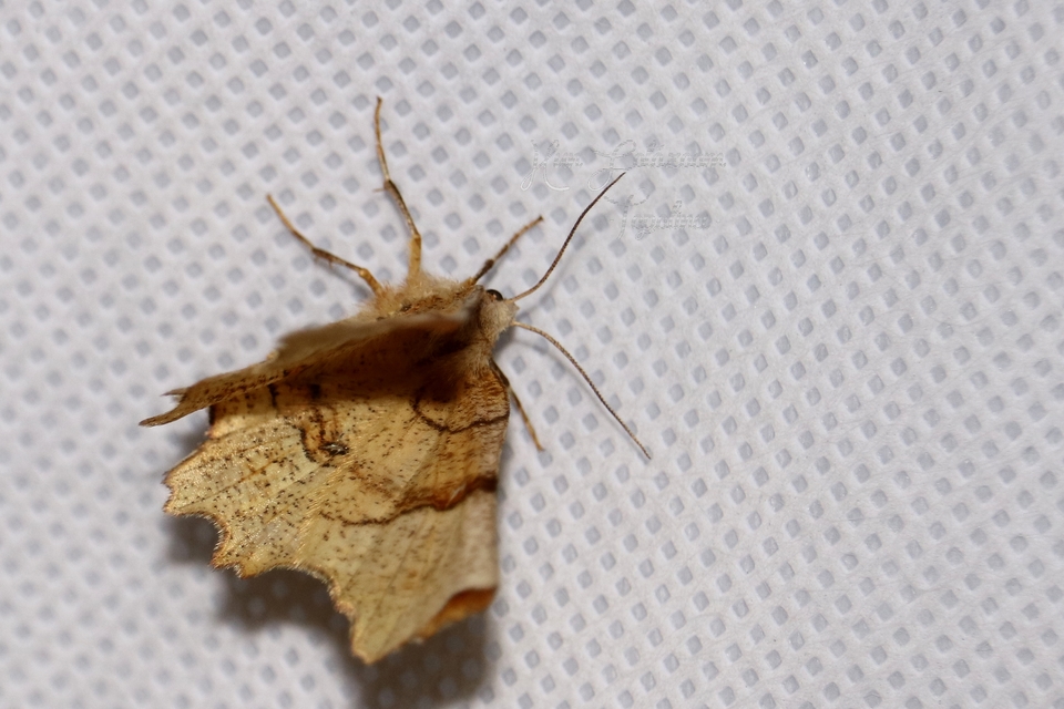 Selenia lunularia - egyfoltos holdasaraszoló