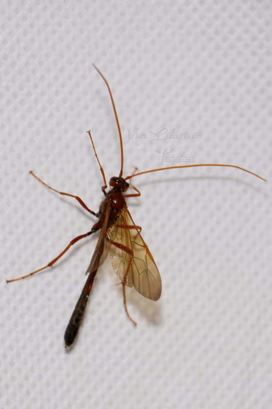 Ophion ventricosus
