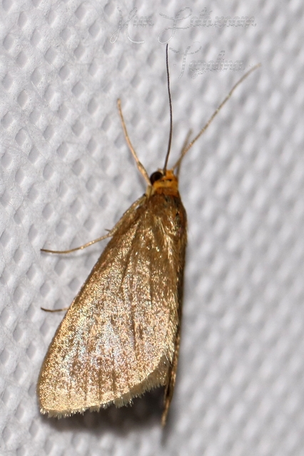 Evergestis aenealis - patinás dudvamoly