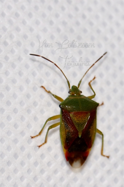 Elasmostethus Elasmostethus