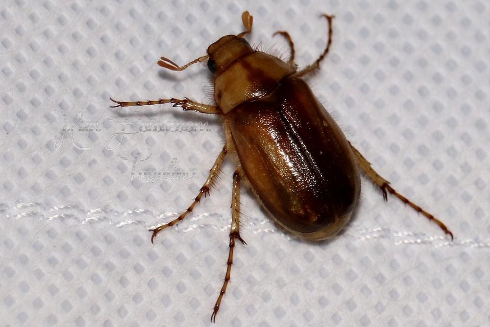 Rhizotrogus aestivus - tavaszvégi cserebogár